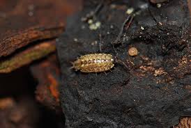 Attēlu rezultāti vaicājumam “Lignydium muscorum spores”