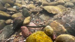 Attēlu rezultāti vaicājumam “Lampetra planeri”