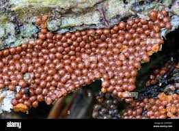 Attēlu rezultāti vaicājumam “Trichia scabra sessile”