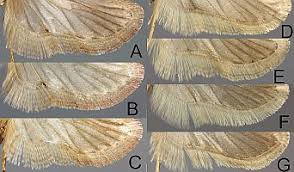 Attēlu rezultāti vaicājumam “Agonopterix ciliella”