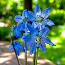 Attēlu rezultāti vaicājumam “Scilla siberica flower”