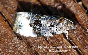 Attēlu rezultāti vaicājumam “Apotomis betuletana”