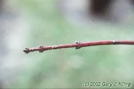 Attēlu rezultāti vaicājumam “Acer tataricum subsp. ginnala bud”