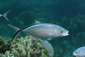 Image result for Caranx ruber