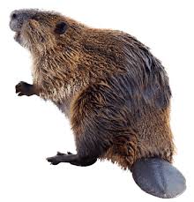 Attēlu rezultāti vaicājumam “Rodentia”