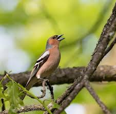 Attēlu rezultāti vaicājumam “Fringilla coelebs male”