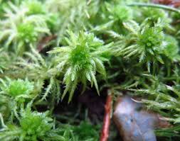 Attēlu rezultāti vaicājumam “Sphagnum squarrosum”