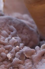 Attēlu rezultāti vaicājumam “Peziza repanda”