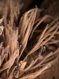 Attēlu rezultāti vaicājumam “Stemonitis marjana macro”