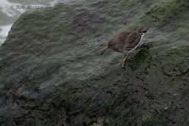 Attēlu rezultāti vaicājumam “Calidris maritima adult”