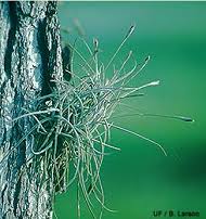 Image result for tillandsia umbellata