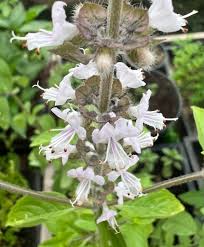 Attēlu rezultāti vaicājumam “Ocimum basilicum flower”