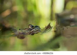 Attēlu rezultāti vaicājumam “Pelophylax juvenile”