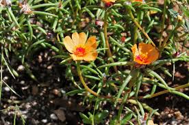 Attēlu rezultāti vaicājumam “Portulacaceae”