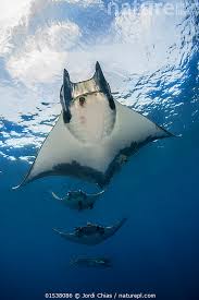 Image result for Mobula tarapacana