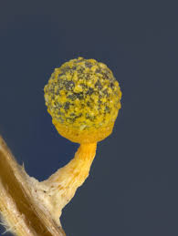 Attēlu rezultāti vaicājumam “Physarum, Nannengaella sp.”