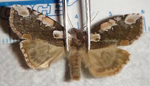 Attēlu rezultāti vaicājumam “Drepanidae”