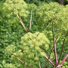 Image result for Angelica archangelica