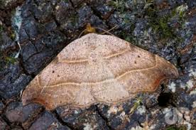 Attēlu rezultāti vaicājumam “Laspeyria flexula”