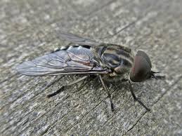 Attēlu rezultāti vaicājumam “Tabanidae”