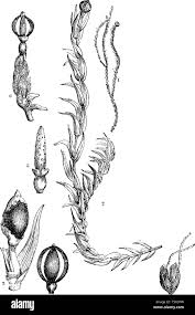 Attēlu rezultāti vaicājumam “Arcyria helvetica spores”