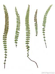 Attēlu rezultāti vaicājumam “Asplenium trichomanes”