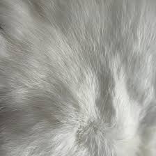 Image result for white rabbit skin texture