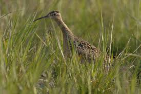 Image result for Numenius minutus