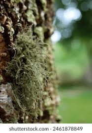 Attēlu rezultāti vaicājumam “Usnea filipendula”