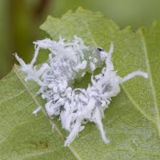 Attēlu rezultāti vaicājumam “Eriocampa ovata larva”