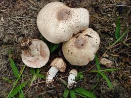 Attēlu rezultāti vaicājumam “Agaricus”