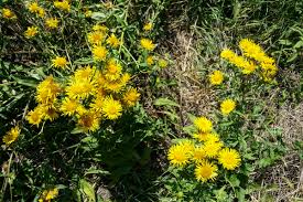 Attēlu rezultāti vaicājumam “Inula britannica”