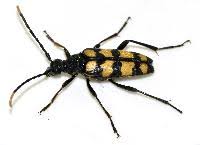 Attēlu rezultāti vaicājumam “Leptura quadrifasciata”