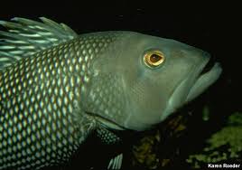 Image result for Centropristis striata