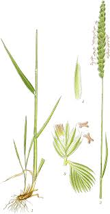 Attēlu rezultāti vaicājumam “Cynosurus cristatus”