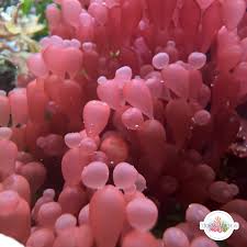 Attēlu rezultāti vaicājumam “Collaria rubens macro”