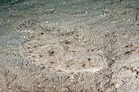 Image result for Paralichthys albigutta