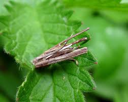 Attēlu rezultāti vaicājumam “Psyche casta larva”