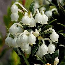 Attēlu rezultāti vaicājumam “Gaultheria cuneata”