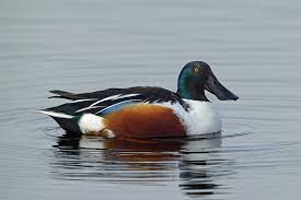 Attēlu rezultāti vaicājumam “Anas clypeata male”