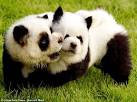 panda dog