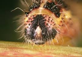 Attēlu rezultāti vaicājumam “Mamestra brassicae pupa”