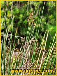 Attēlu rezultāti vaicājumam “Juncus nastanthus”