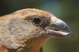 Image result for Loxia curvirostra