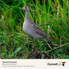 Image result for Bartramia longicauda