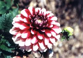 Image result for Dahlia hybrid.