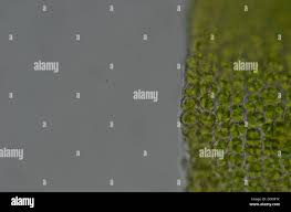 Attēlu rezultāti vaicājumam “Syntrichia latifolia”