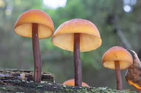 Attēlu rezultāti vaicājumam “Gymnopilus picreus”