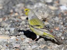 Image result for Carduelis citrinella