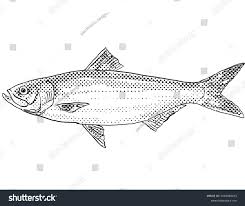 Image result for Alosa chrysochloris